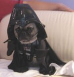 pug-vader.jpg