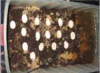 SaraBeardiesEggs.jpg