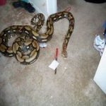 attack-3yr-old.jpg