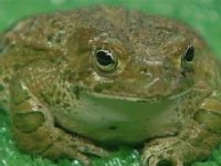toad.jpg