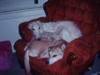 repti pics 017.jpg