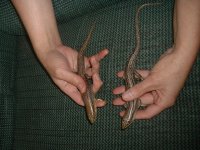 skinks.JPG