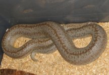 1_2007gravidreducedpatternborrego.jpg