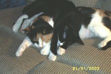 sleepinkitties2.jpg