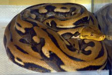 euthanized_retic.jpg