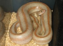 6_2007gravid03ghostsanfelipe.jpg