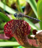 dragonfly.jpg