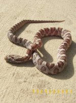 banded_anerC_m1.jpg