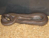 4_2007gravid2xhetsnow.jpg