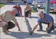 straightsnake.jpg