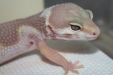 Lavender 172.jpg