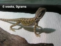 beardie6wk2.jpg