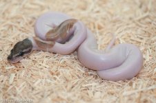 Mojave Pied Female pic 2 .jpg