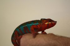 Skittles1.jpg