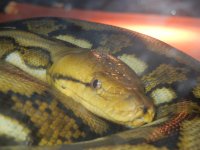 snakes 014.jpg