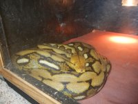snakes 015.jpg