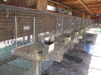Rabbits 006.JPG