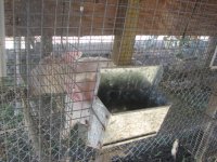 Rabbits 001.JPG