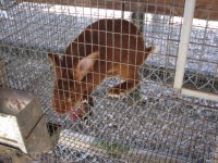 Rabbits 015.JPG