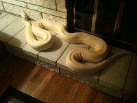 IMG_1185.jpg
