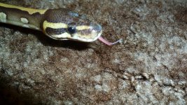 tongues 010.jpg