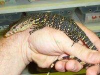 Baby Sumatran Water Monitor - BenSiegel- 4.2011.jpg
