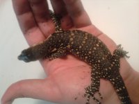 0.0.1 baby Sumatran 5.2011.jpg