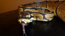 snakes4 008.jpg