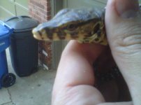 0.0.1 baby Sumatran headshot 4.2011.jpg