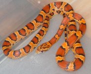 female #12.jpg