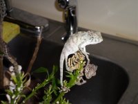 faly pics 001.jpg