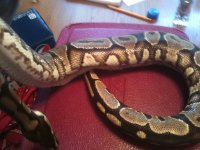 IMG_1224.jpg