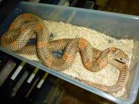 1.0 Goini King 5.20.11.jpg