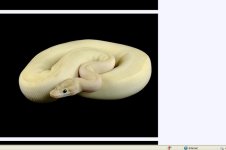 Ivory2.jpg