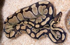 Enchi ovu.jpg
