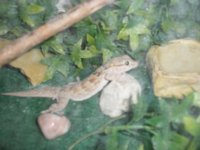 Jerry Gecko.jpg