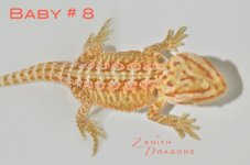 008.jpg