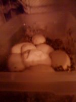 ax egg.JPG