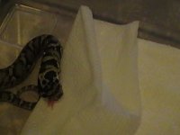 hognose 001.JPG