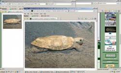 rnc-calphotos screenshot 3.jpg
