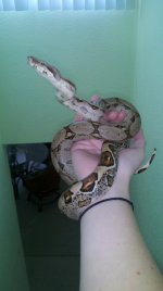 albino1.jpg