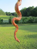 IMG_0808.jpg