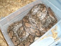 Retic 002.JPG