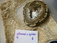 MOM SPIDER.jpg