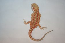 Femalehypo2.jpg