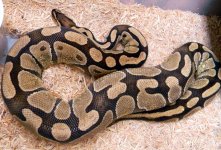 Enchi ovu pic2.jpg
