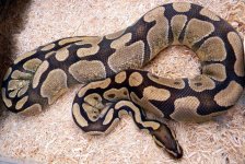 Enchi ovu pic3.jpg