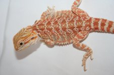 hethypofemale.jpg