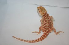 hethypofemale2.jpg