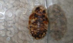 mosaic1.jpg